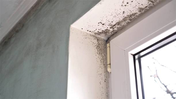 Crawl Space Mold Removal in Sewaren, NJ