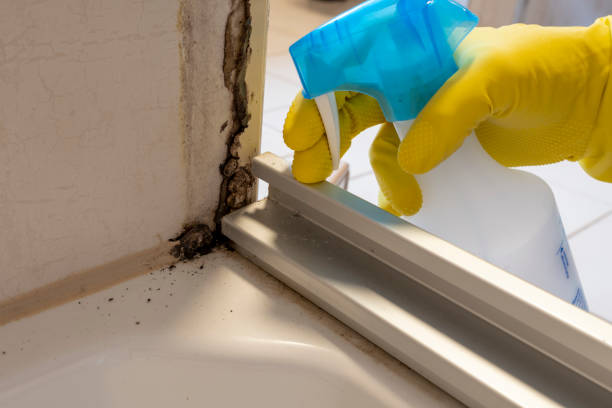Mold Removal Process in Sewaren, NJ